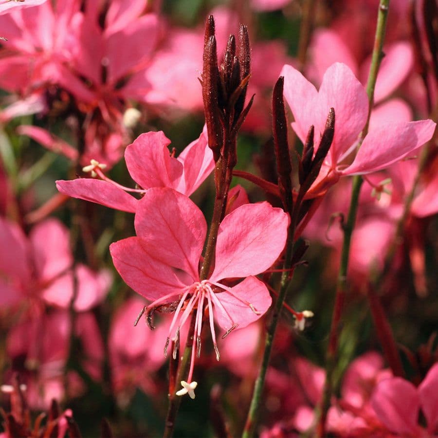Gaura Belleza Dark Pink