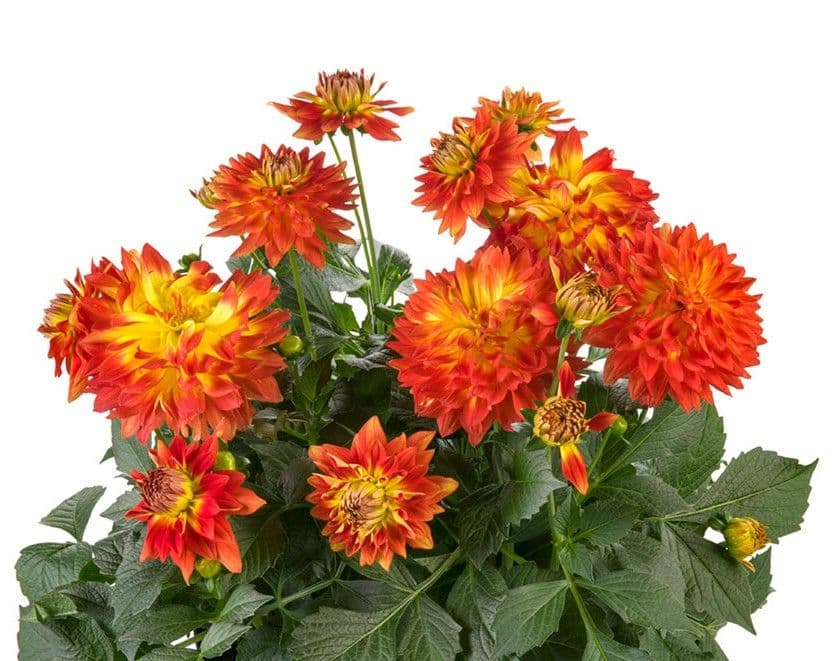 Dahlia Labella Maggiore Fun Flame