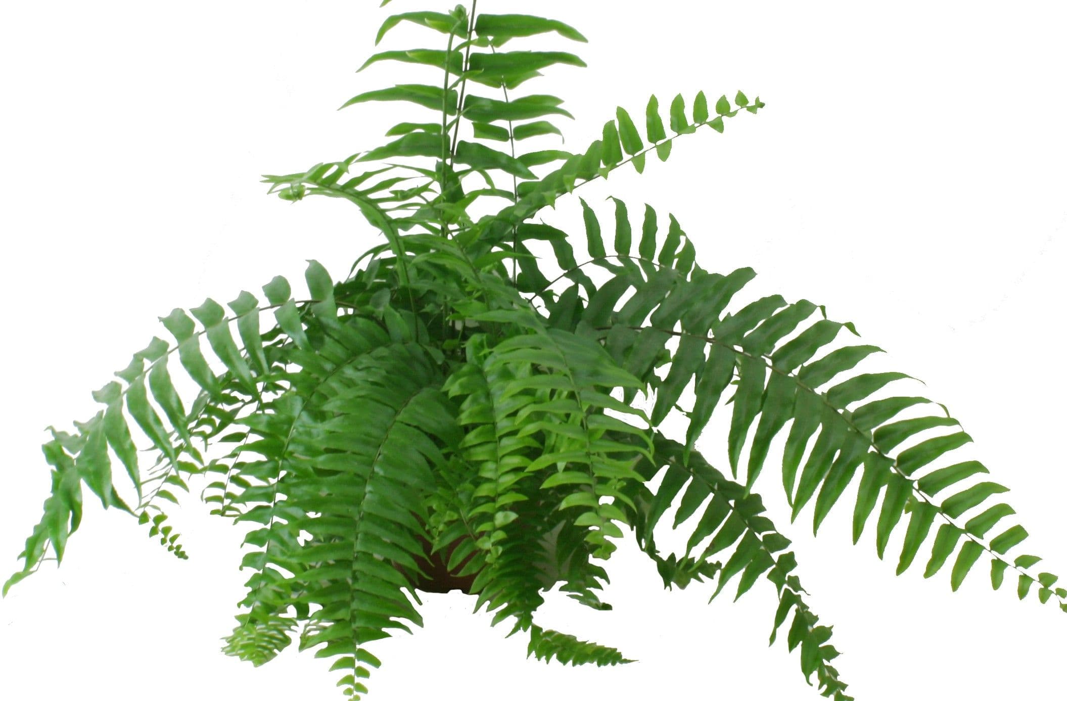 Fern Macho