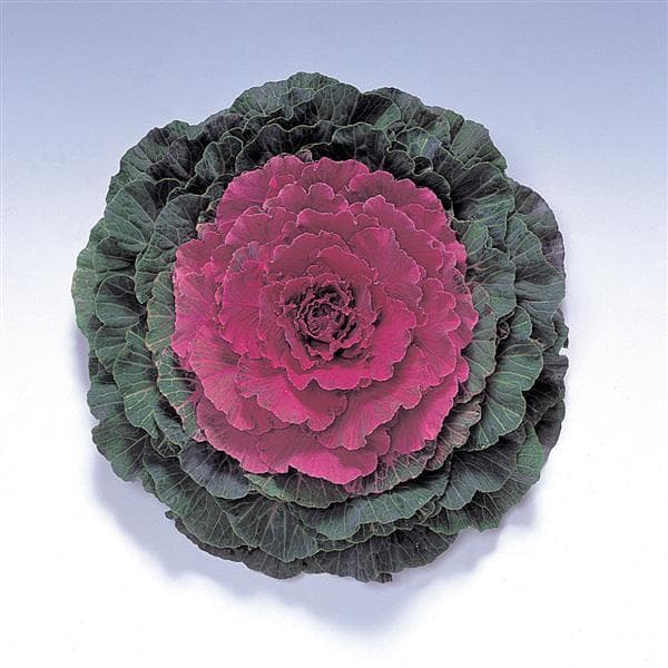 Kale Pigeon Red F1