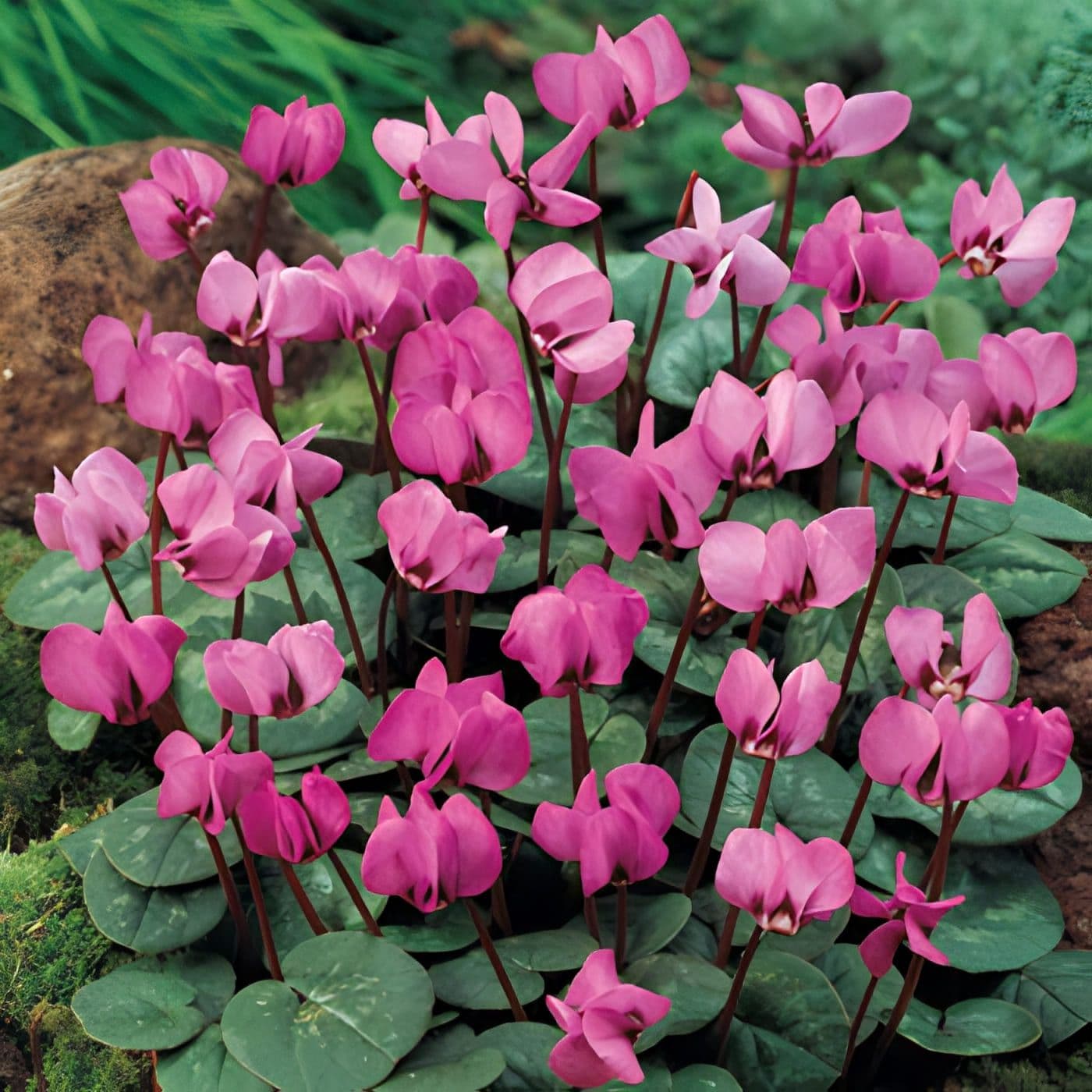 Cyclamen Pink