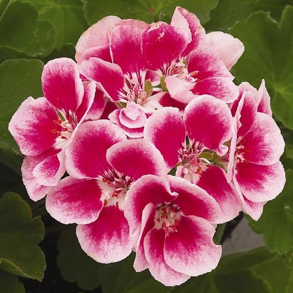 Geranium Maestro Idol Light Pink Parfait