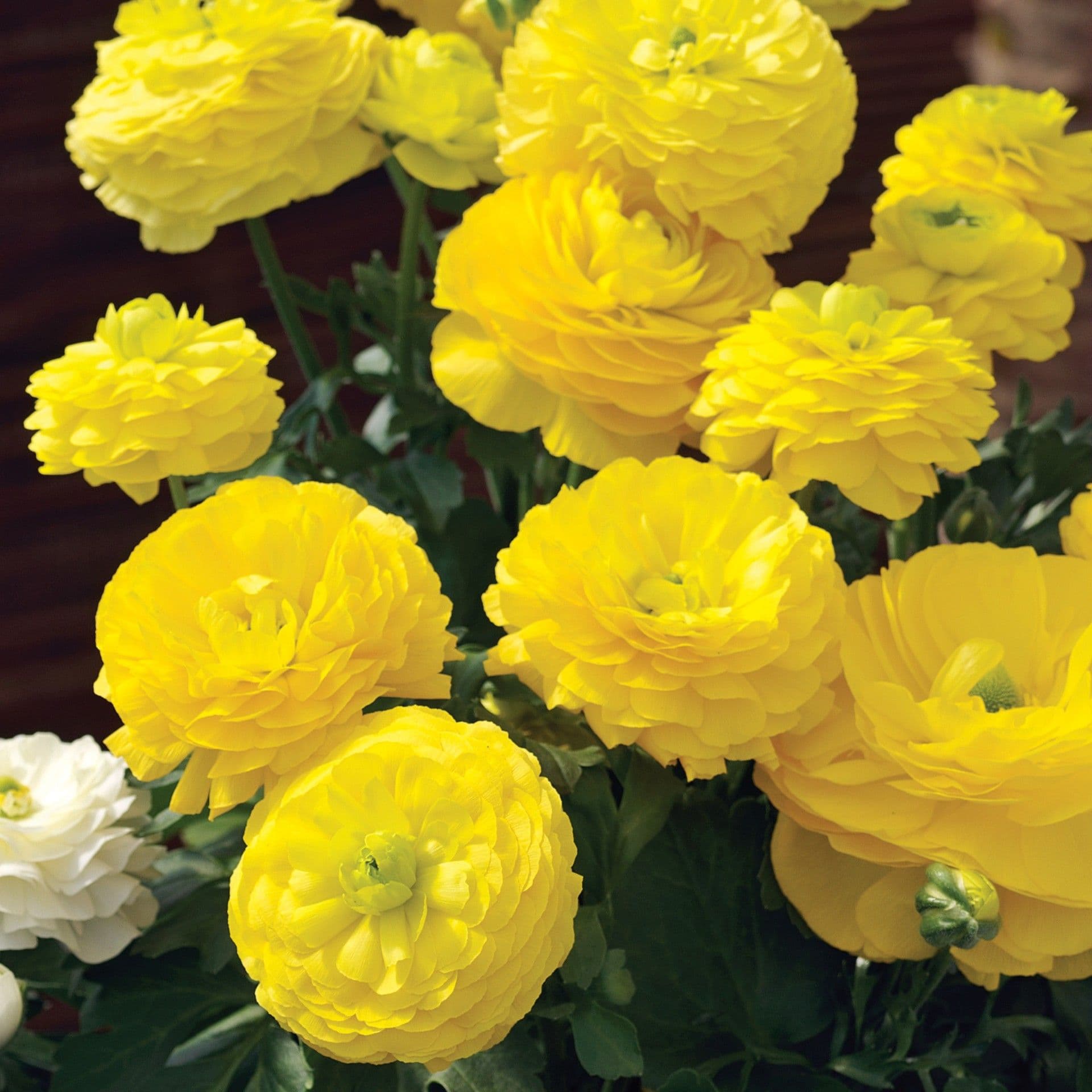 Ranunculus Sprinkles Yellow