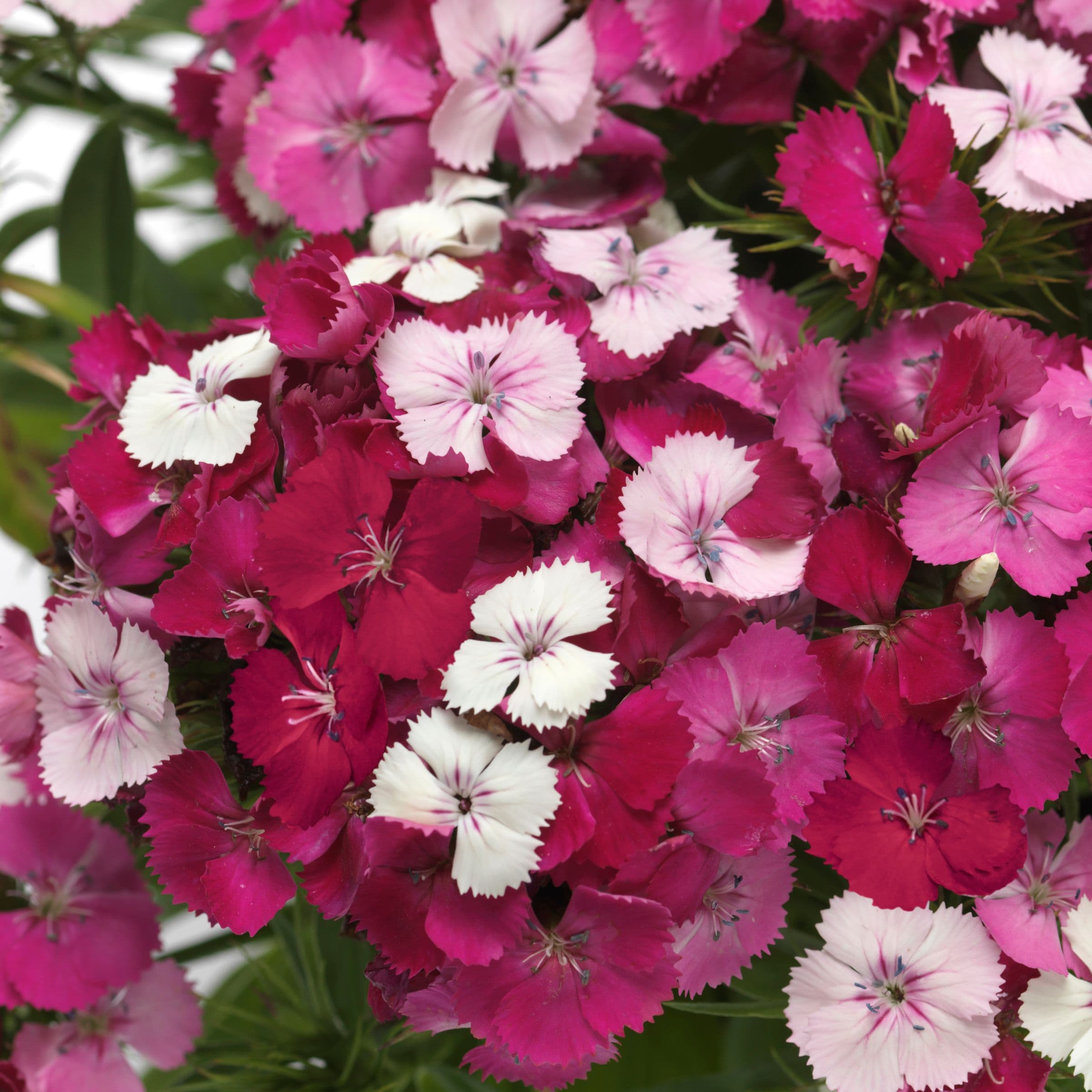 Dianthus Dart Pink Magician Bowl