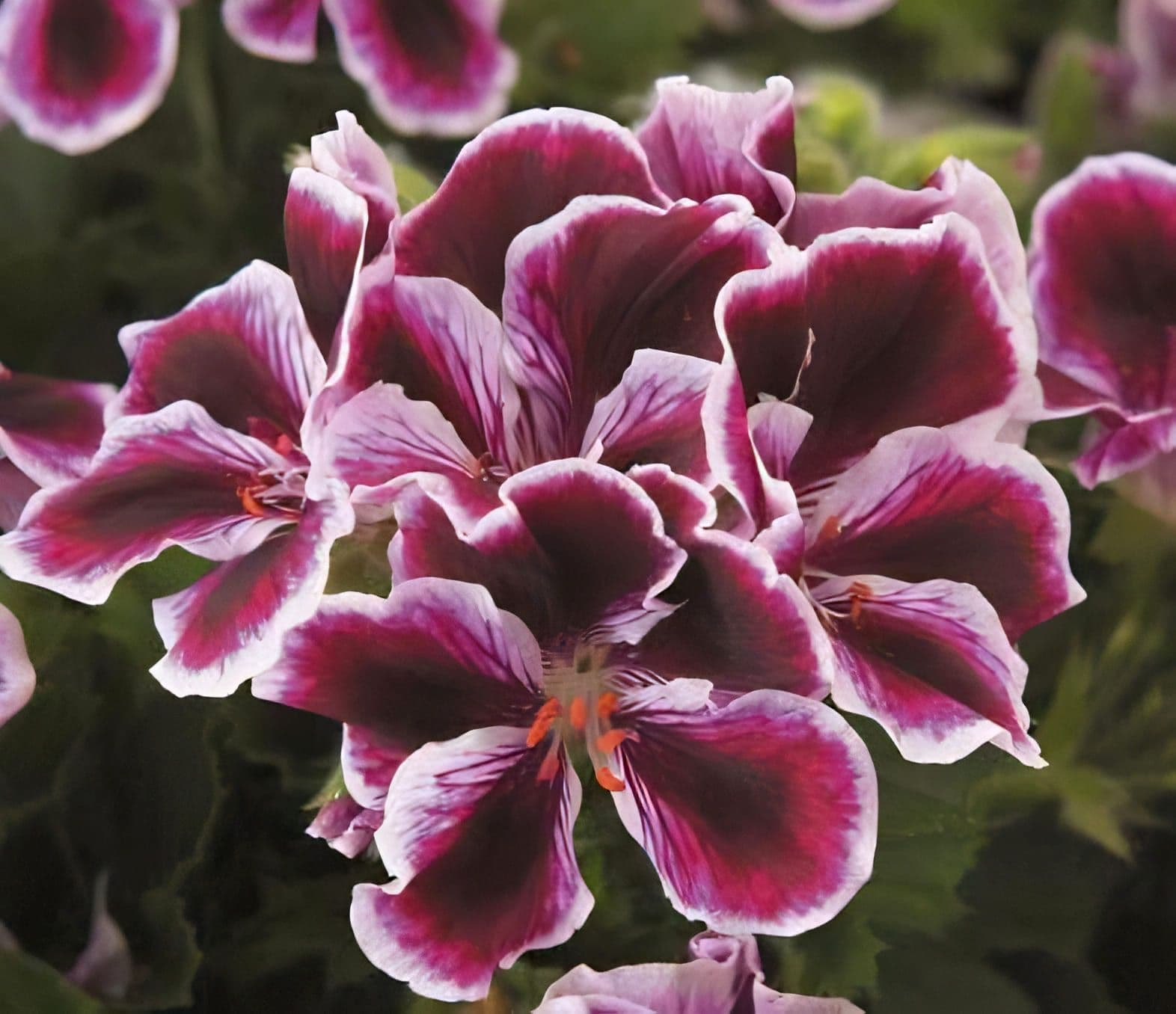 Geranium Regal Imperial