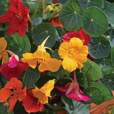Nasturtium Mix Bowl