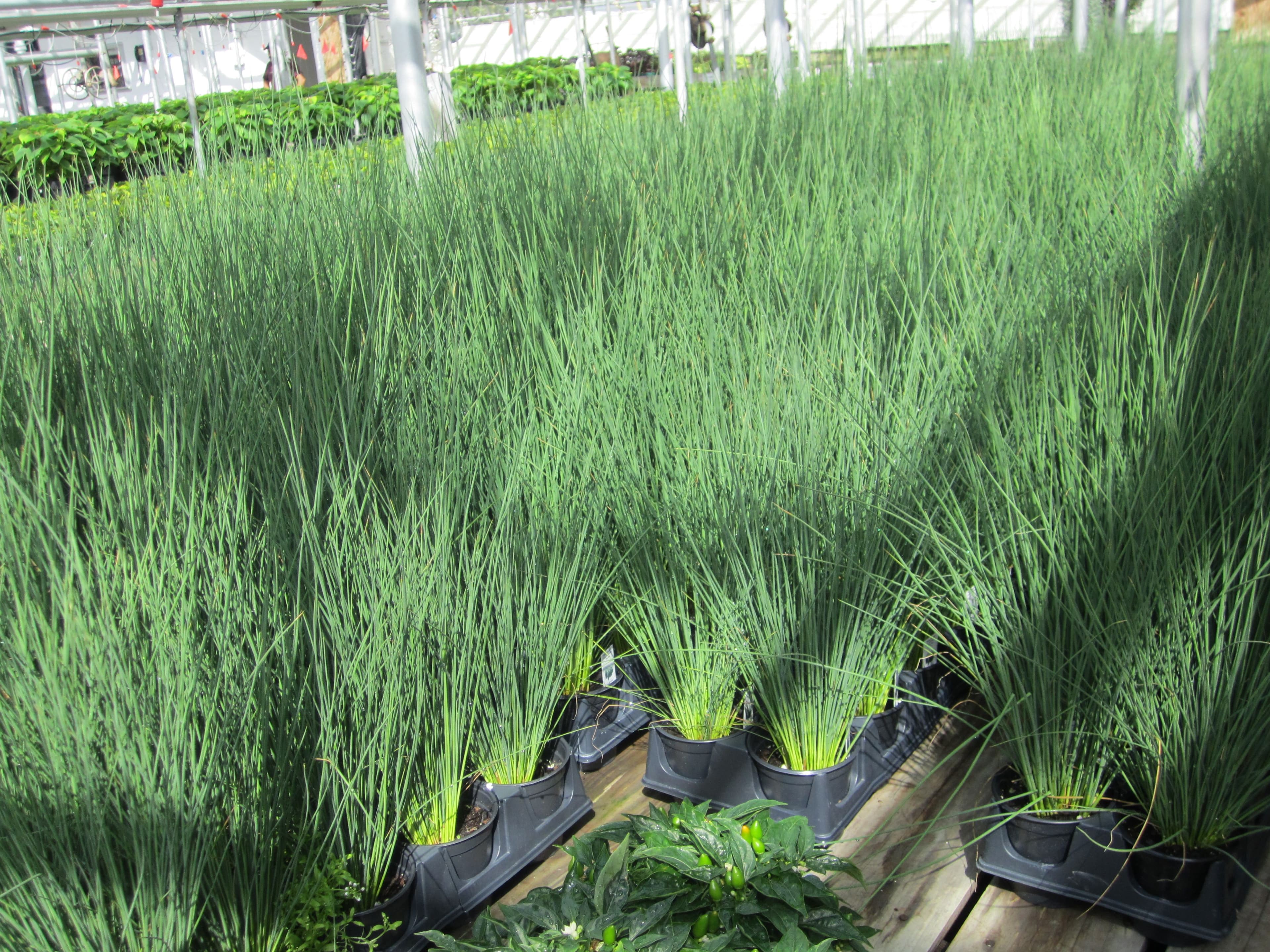 Juncus Blue Arrows