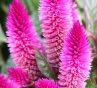 Celosia Intenz Classic
