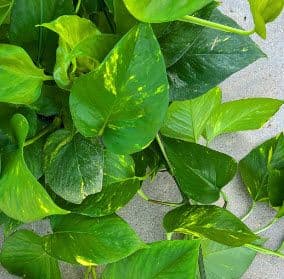 Pothos Golden