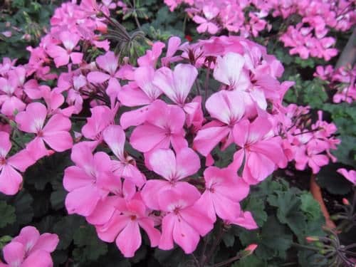 Geranium Caliente Pink