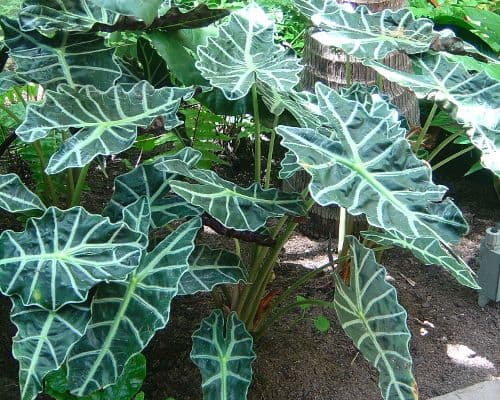 Alocasia Polly