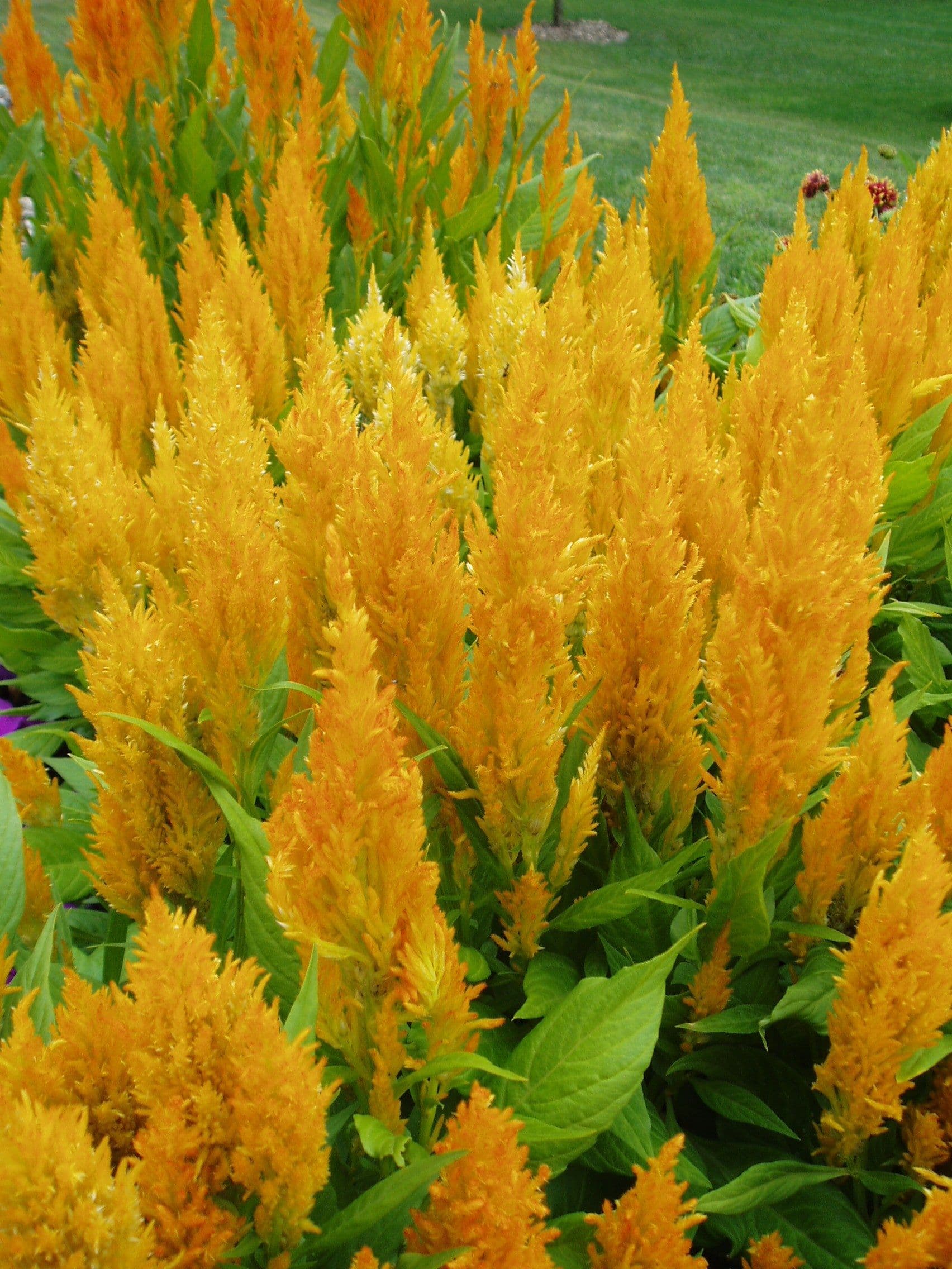 Celosia Fresh Look Yellow