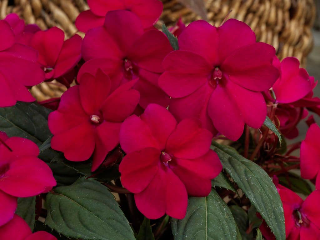 Impatiens Sun Comp Royal Magenta