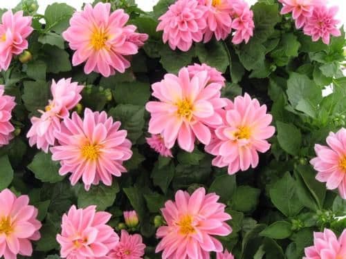 Dahlietta Emily Light Pink