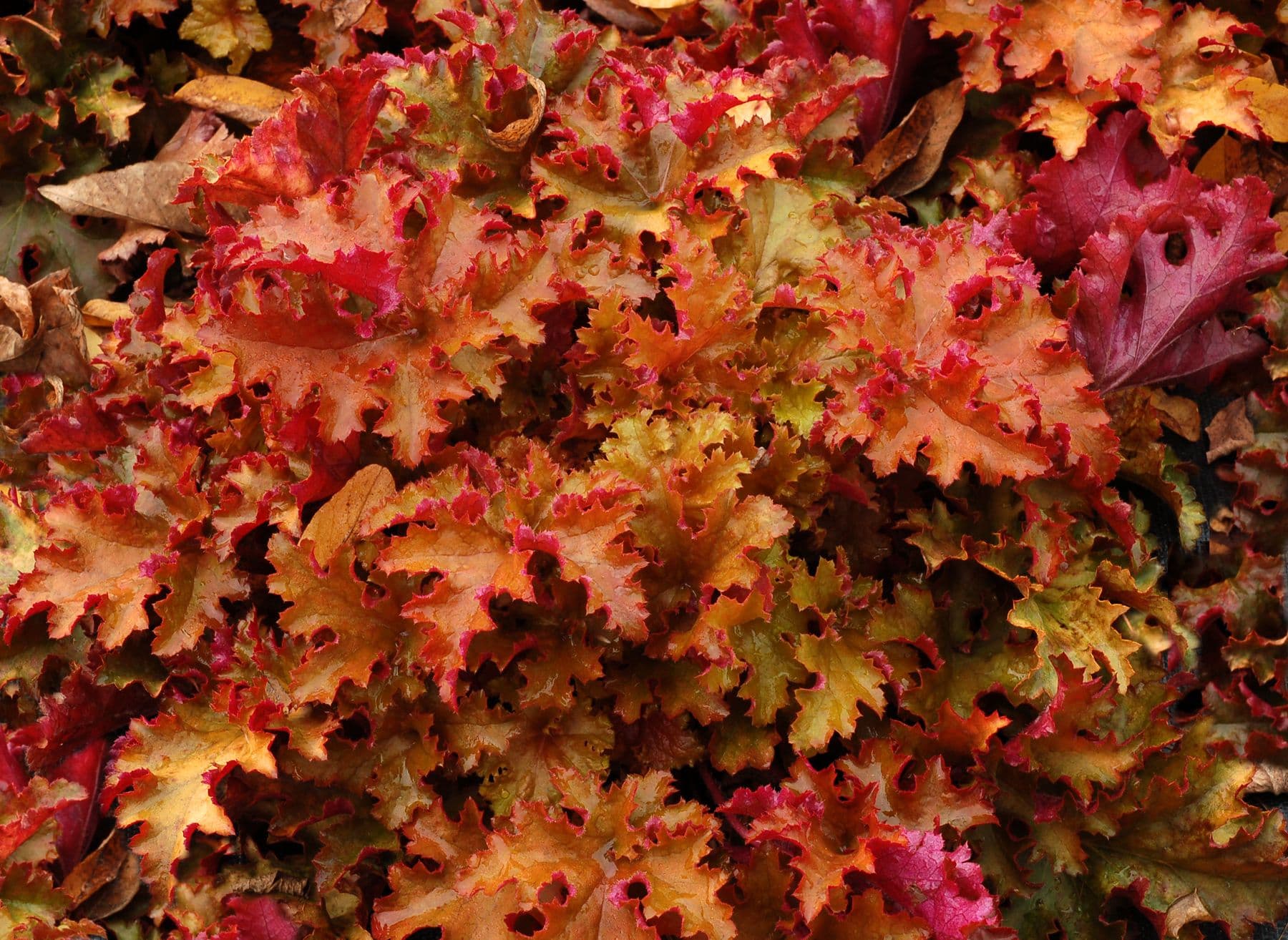 Heuchera Zipper