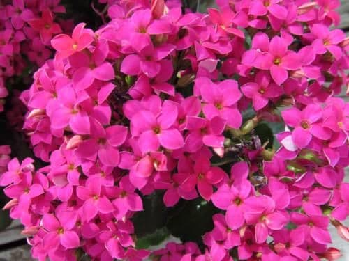 Kalanchoe Purple