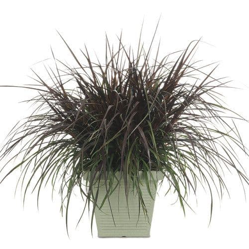 Pennisetum Vertigo