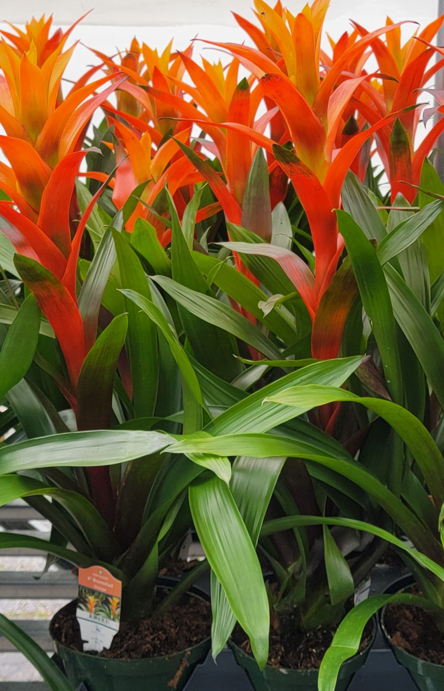 Bromeliad Guzmania Orange