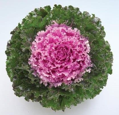 Kale Crystal Pink