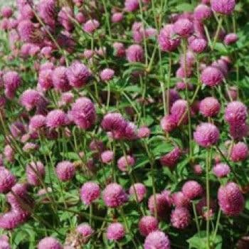 Gomphrena Las Vegas Pink