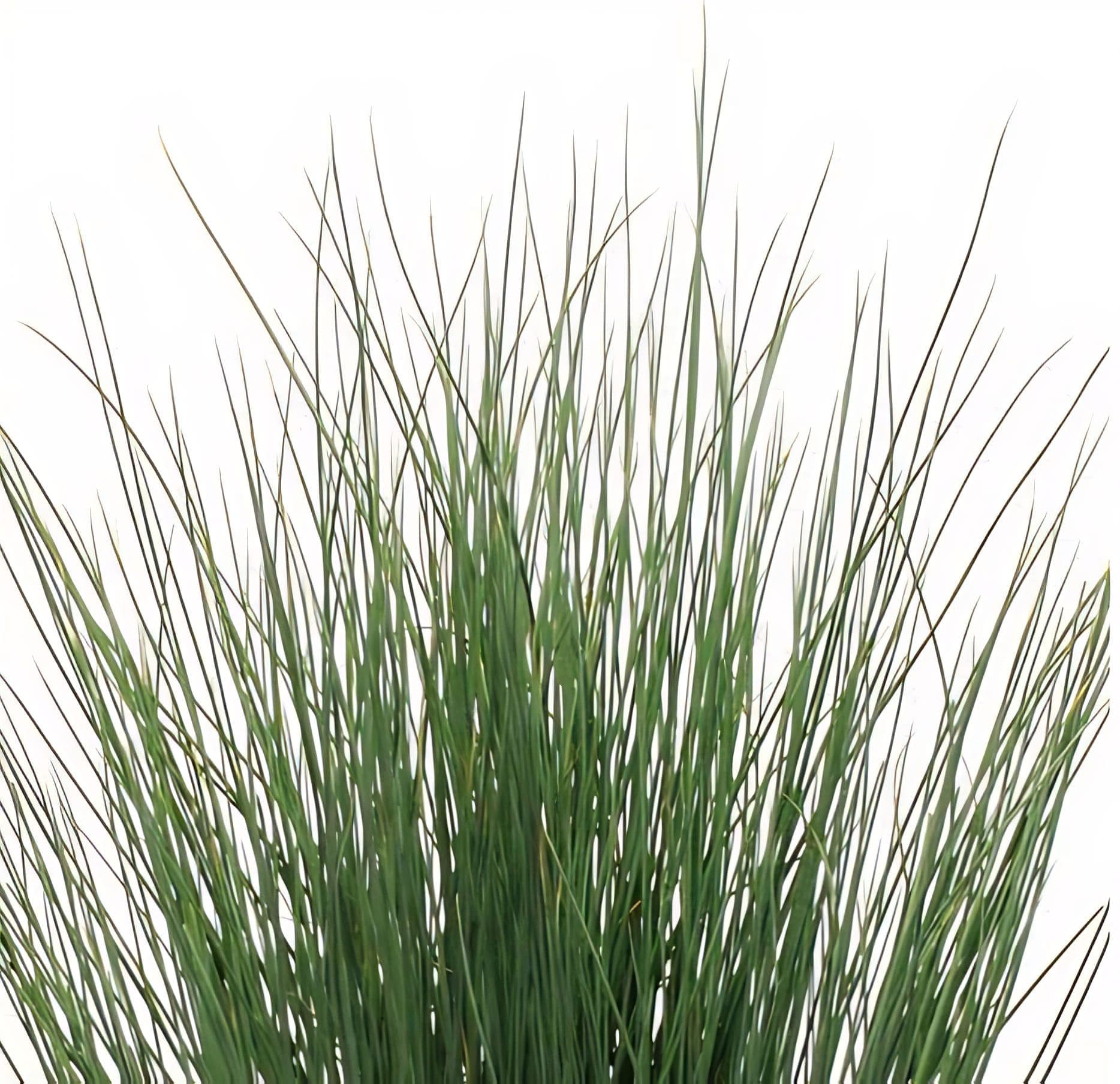 Juncus Blue Arrows