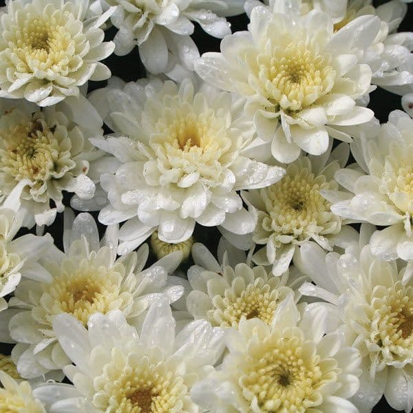 Mum White