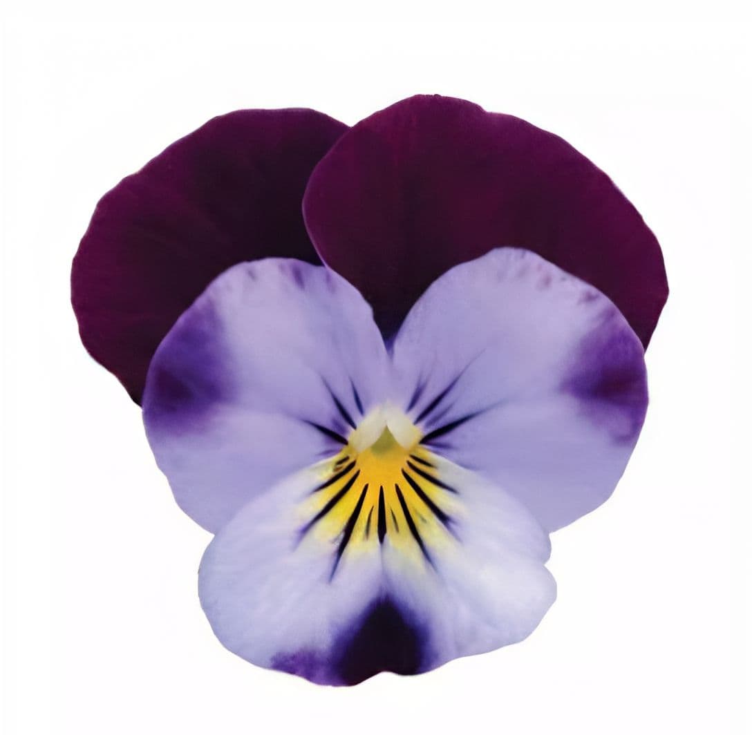 Viola Sorbet XP Denim Jumpup