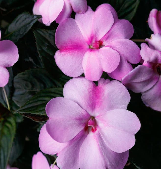 Impatiens Sun Comp Lavender Splash