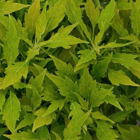 Coleus Flamethrower Salsa Verde