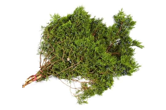Cedar Blue Berried Bunch