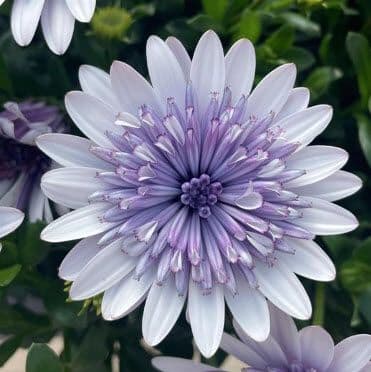 Osteospermum 4D Blue Ice