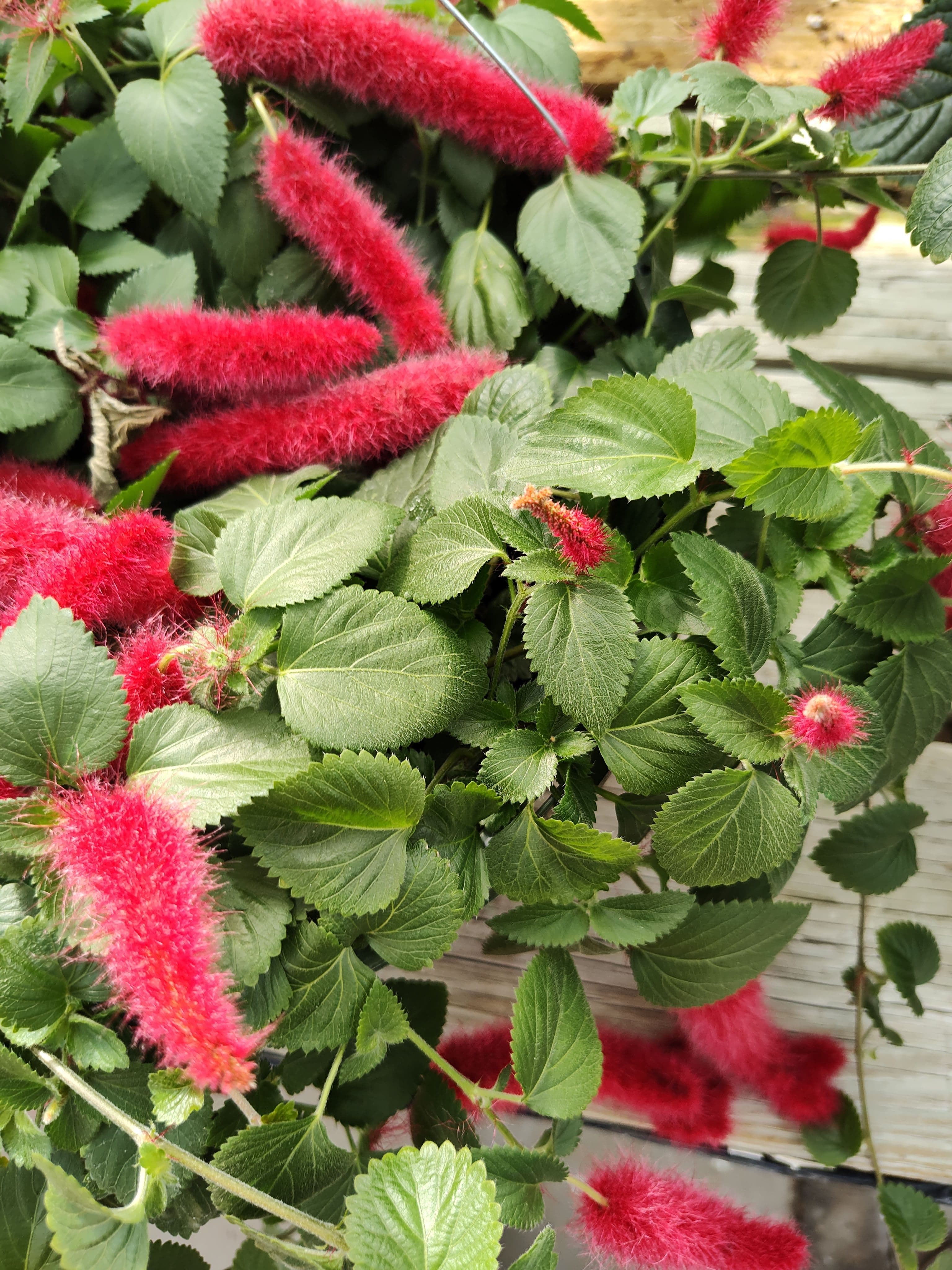 Chenille
