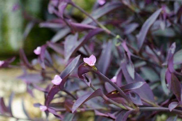 Setcreasa Purple Heart