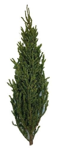 Spruce Tops XLarge 40"-48"