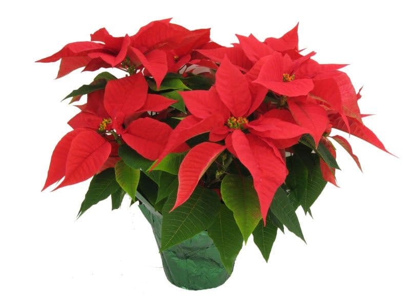 Poinsettia Noel Red 2 Branch