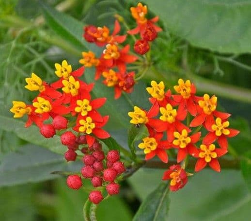 Asclepias Silky Deep Red