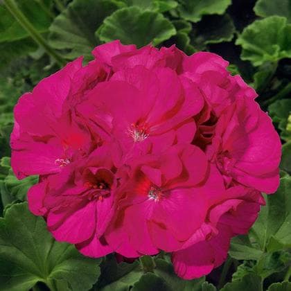 Geranium Sunrise Violet