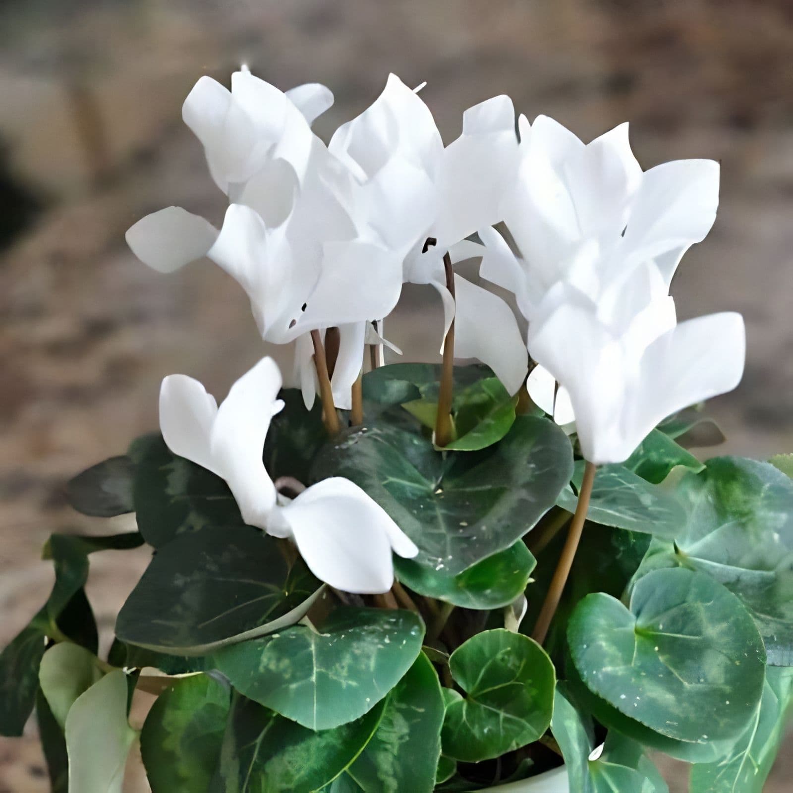 Cyclamen White