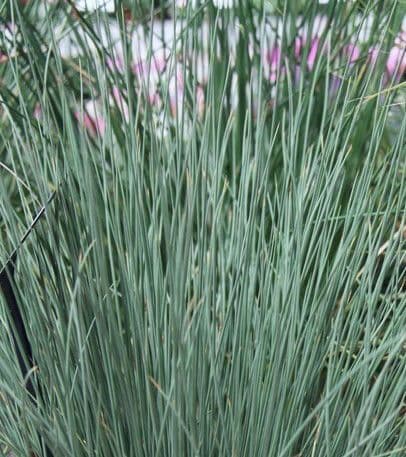Juncus Blue Arrows
