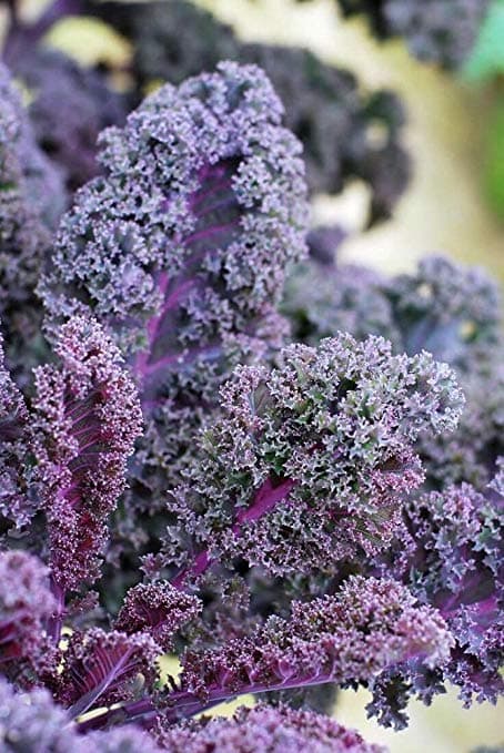 Kale Scarlet Bor