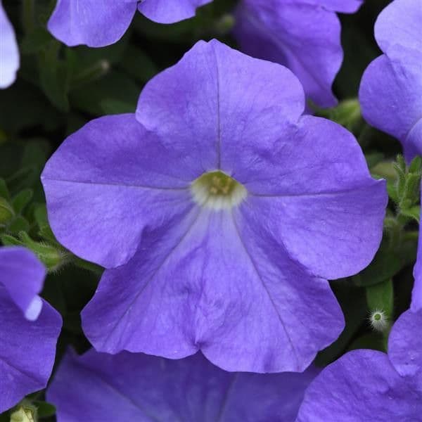 Petunia E3 Easy Wave Sky Blue