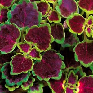 Coleus Burgundy Wedding Train Trailing