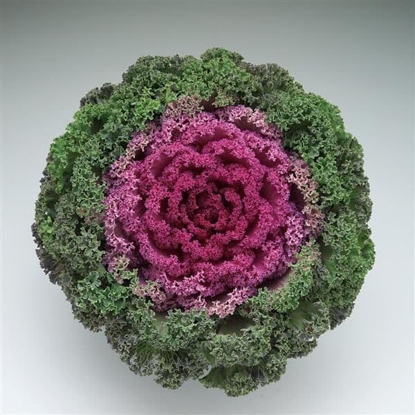 Kale Kamome Bright Red
