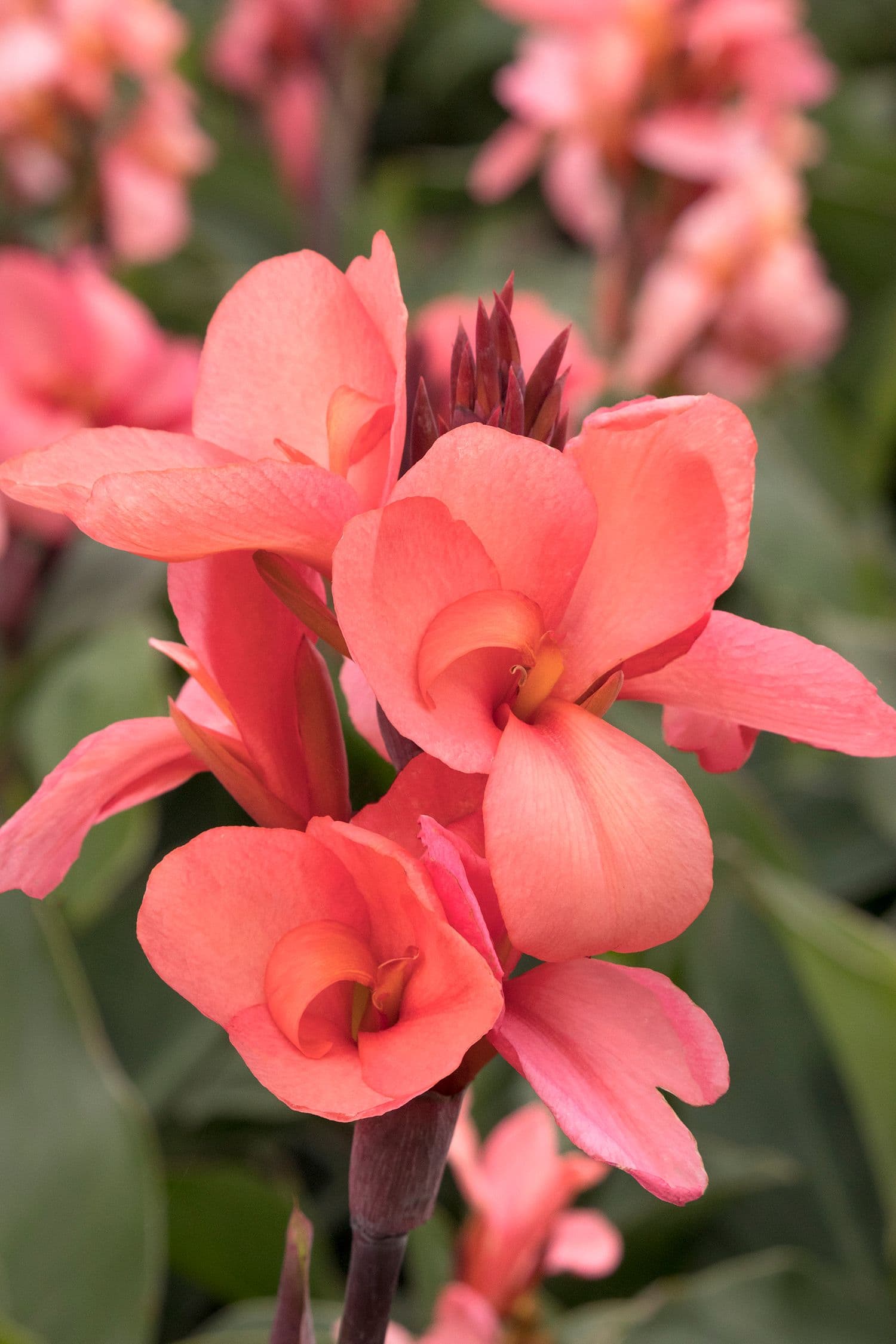 Canna Cannova Mango