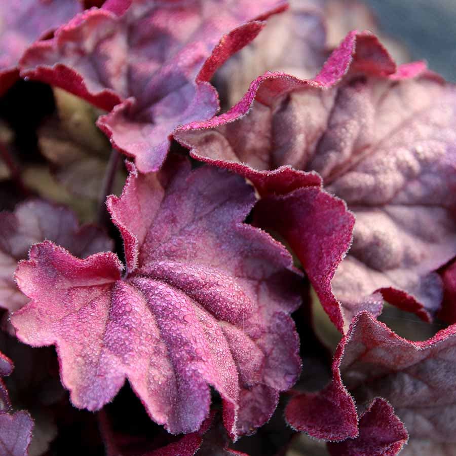 Heuchera Iridescent