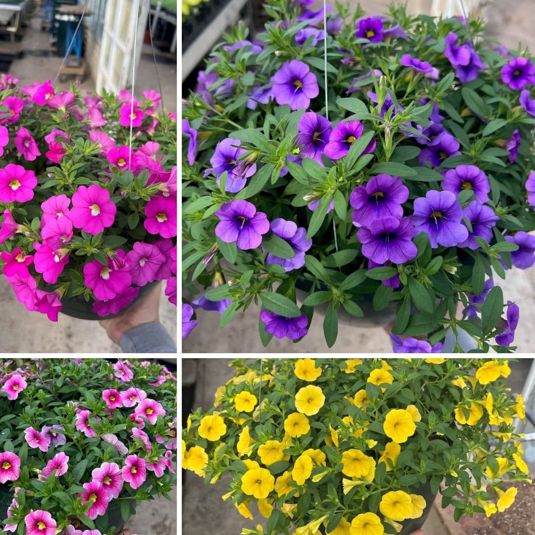 Calibrachoa Cabaret Asst