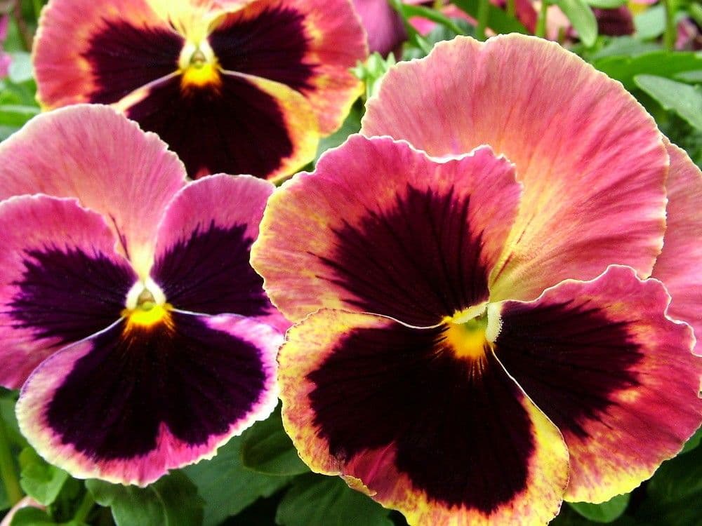 Pansy Matrix Sunrise