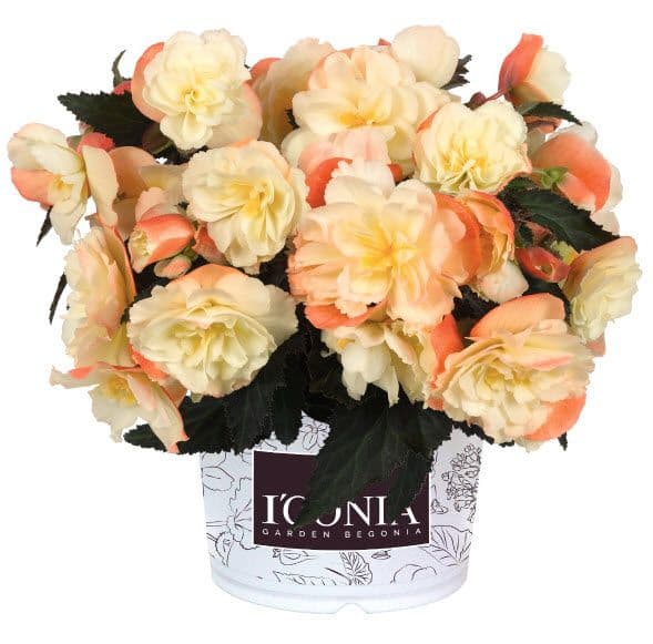 Begonia Iconia Peachy Keen