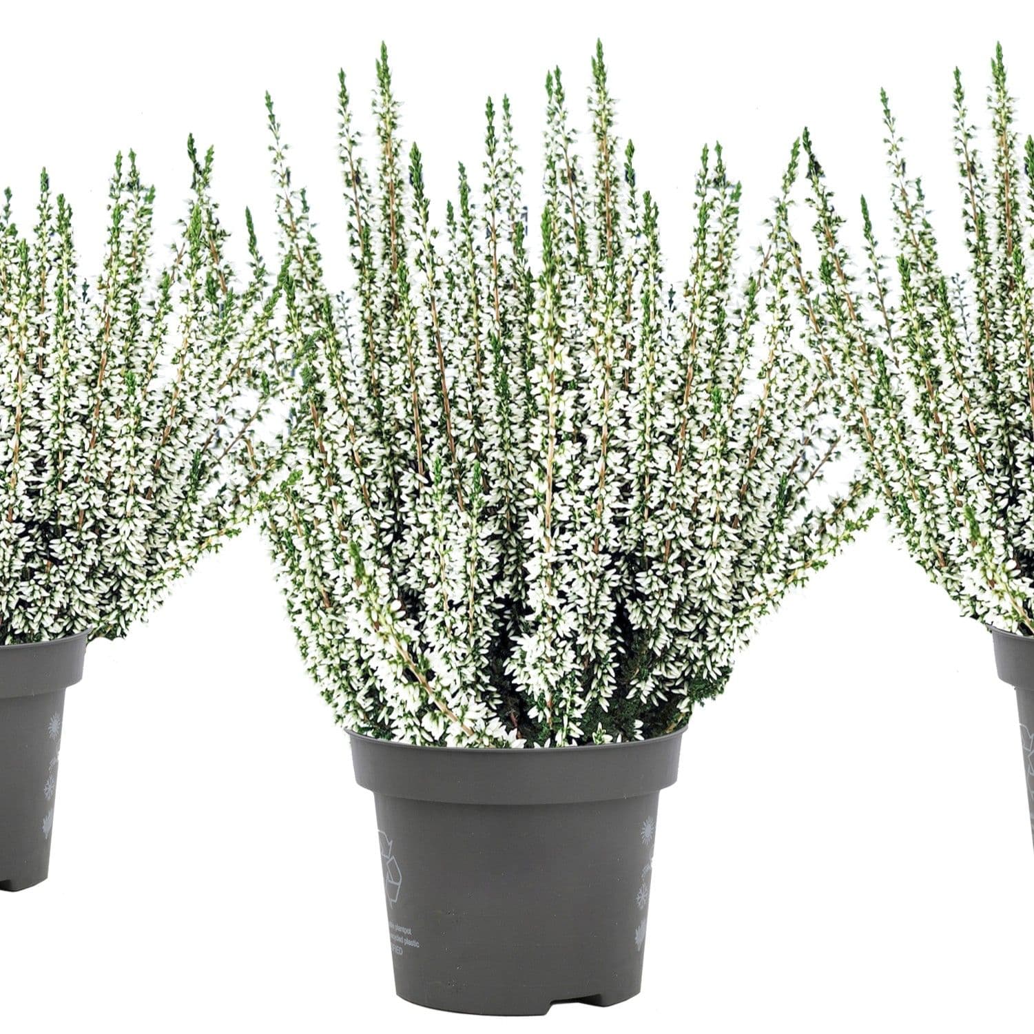 Calluna White