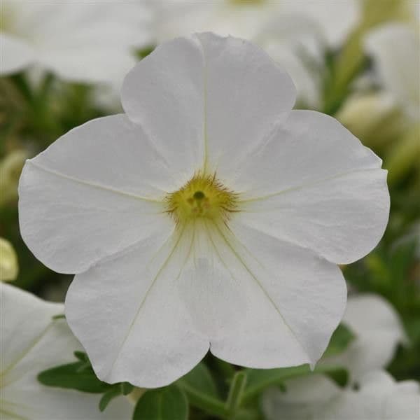 Petunia Cannonball White